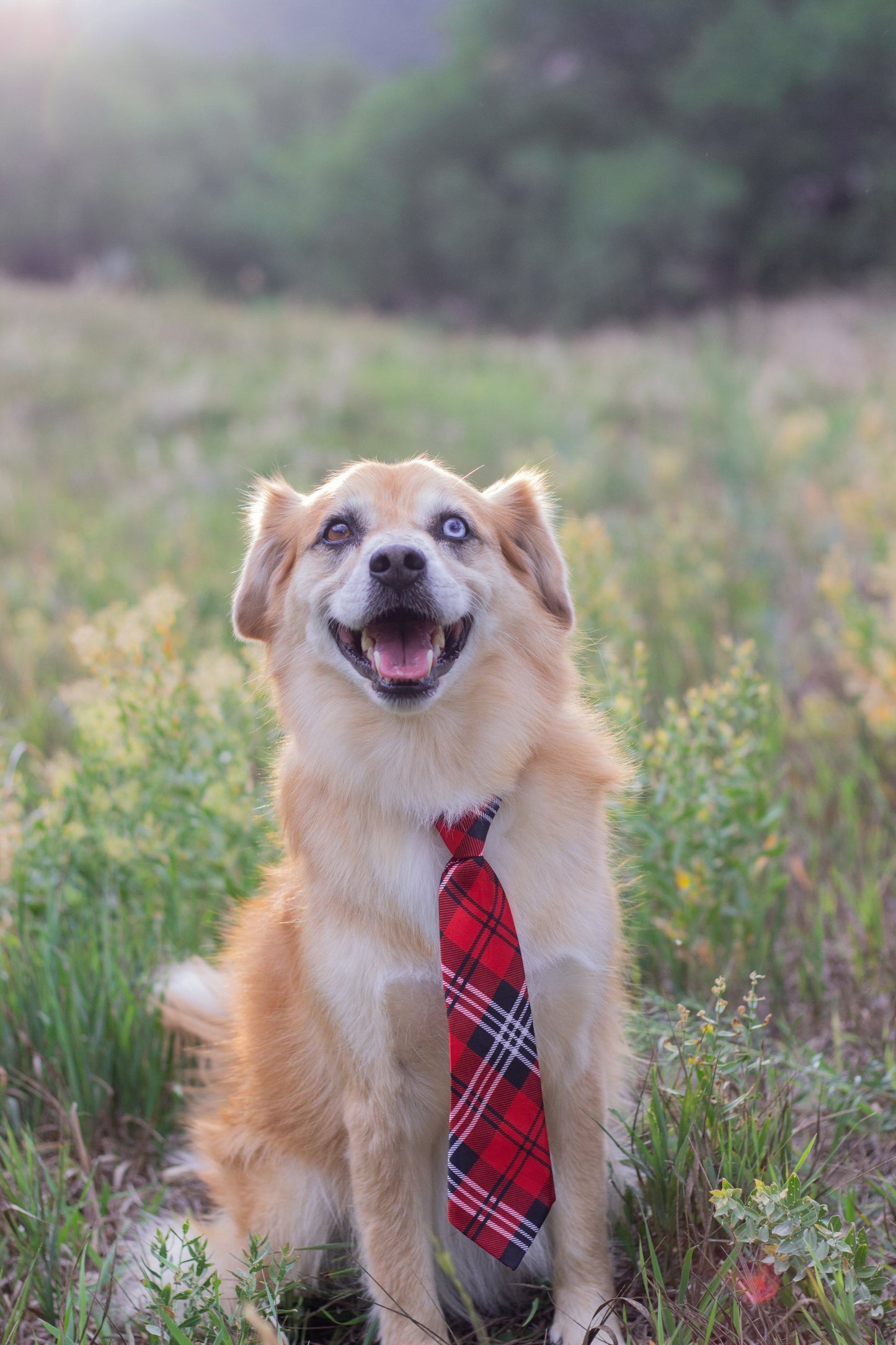 Chicken Jerky Dog Treat